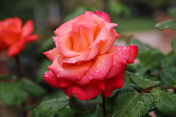 closeup of a rose with drops of dew