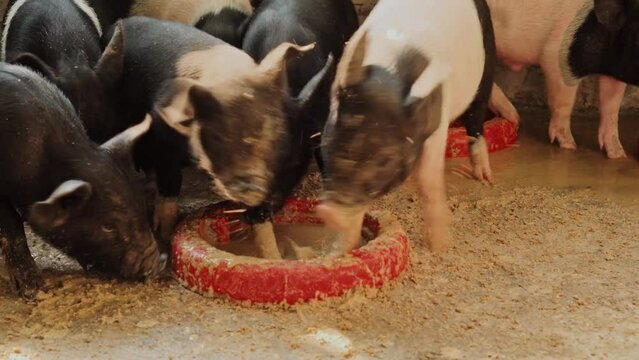 small little pigs fighting for food in a farm, family of black pig mammal survival instinct concept animal close up 