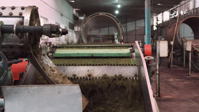 India tea factory production automatic machinery work separating and trimming different tea leaf from indian plantation for export 
