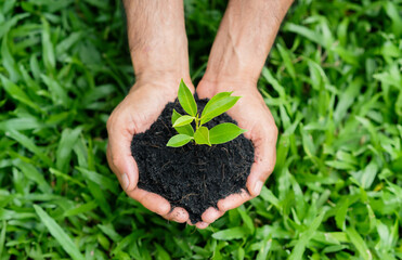 Naklejka na ściany i meble the man hands holding a soil and plant. environent, Earth day, save the earth concept.