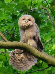 owl