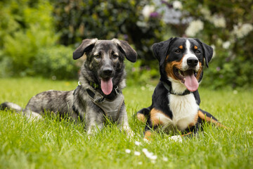 Naklejka na ściany i meble Two young dogs laying happily next to each other in a garden