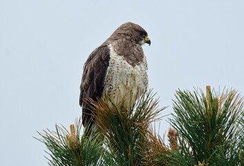 close up of a swainson's hawk perched on an austrian pine tree, looking for prey,  in early summer in broomfield, colorado