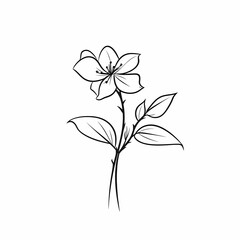 Fototapeta na wymiar Black Line Art Of Jasmine Flower Illustration
