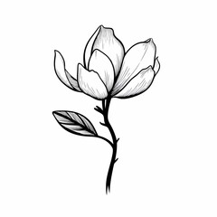 Magnolia Flower With Stem Illustration