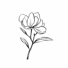 Magnolia Flower With Stem Illustration