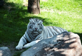 Tigre blanco 