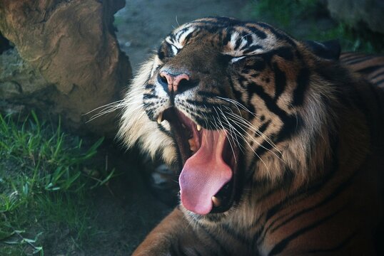Tigre bostezando 