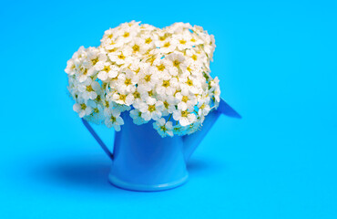Blooming Flowers in a Miniature Watering Can on Blue