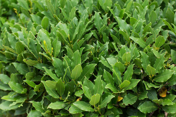 Fototapeta na wymiar green shrub with bay leaves in summer outdoor