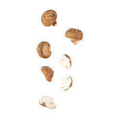 Falling Shiitake mushroom cutout, Png file.