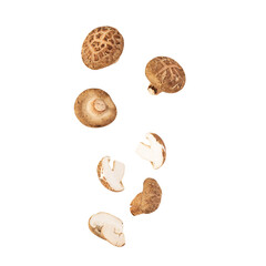 Falling Shiitake mushroom cutout, Png file.