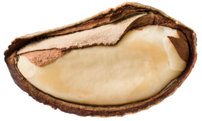 One brazil nut isolated on white background.