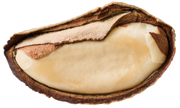 One brazil nut isolated on white background.