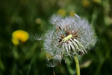 dandelion head