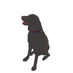 Chocolate labrador retriever hand drawing illustration