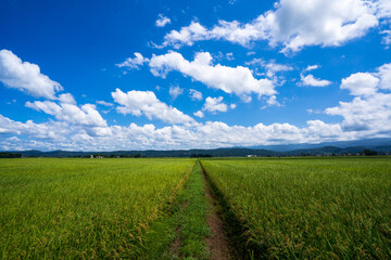 countryside landscape
田舎風景