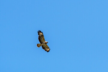 Bussard Flugbild