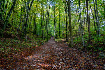 Tall trees in a European forest in Bled, Slovenia