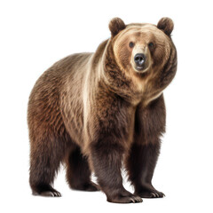 Obraz premium Brown bear isolated on white created with Generative AI