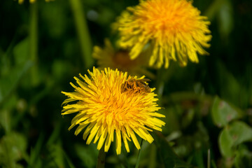 Nützlich für Insekten - Löwenzahn