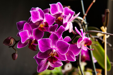Obraz na płótnie Canvas Blütenpracht in Violett
