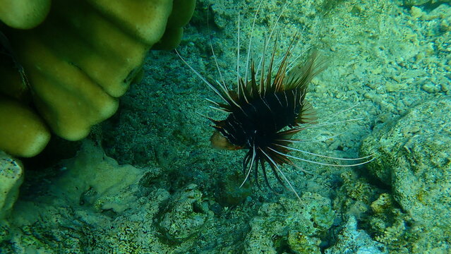 Radial firefish or clearfin turkeyfish, clearfin lionfish (Pterois radiata) undersea, Red Sea, Egypt, Sharm El Sheikh, Nabq Bay
