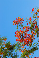 Vibrant Red Blooms in a Clear Blue Sky