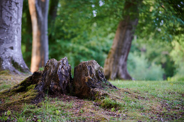 low view of tree stump in a forest