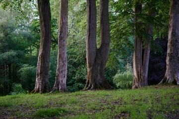 tall trees with no branches in a forest