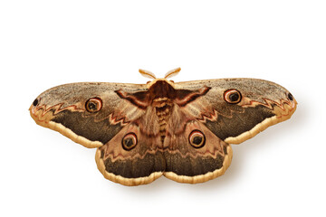 Emperor moth - Saturnia pavonia on white background