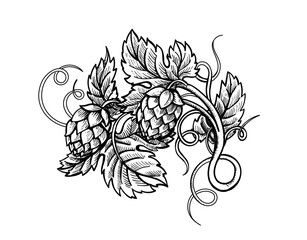 Hops branch engraving style. Beer hop cones and leaves hand drawn label, poster, emblem. Vector illustration - 607311686