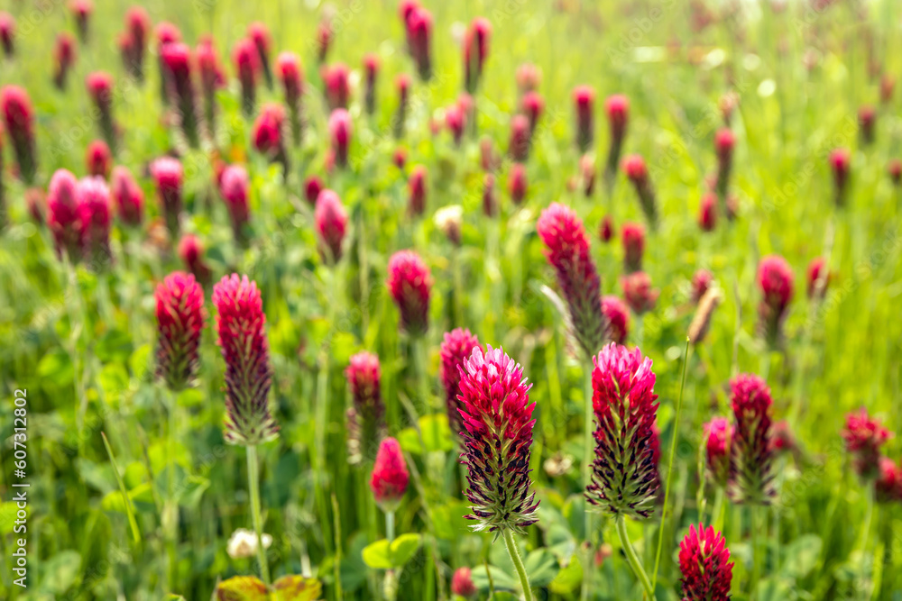 Wall mural Close-up of red blooming crimson clover. The plants grow in the wild on a polder dike in the Dutch province of North Brabant. It is a hot day in spring season.