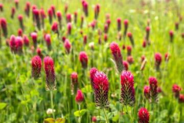 Close-up of red blooming crimson clover. The plants grow in the wild on a polder dike in the Dutch province of North Brabant. It is a hot day in spring season.