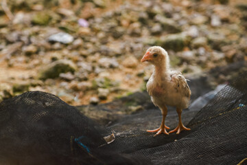 some chicks and her mother foraging in the yard