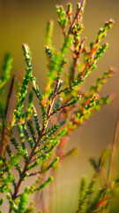 Macro de petites plantes sauvages, dans la forêt des Landes de Gascogne