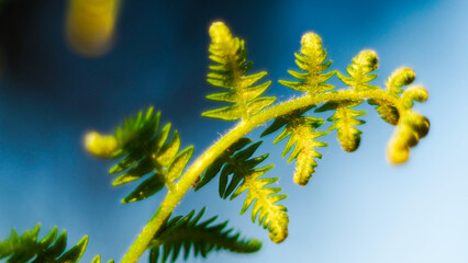 Macro de feuilles de fougère sauvages