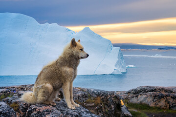 Free Greenland Sled Dog with Icebergs in the Arctic at sunset. Greenlander Sled Dog Husky Puppy seated over the rocks with the Icefjord Icebergs in the background at Ilulissat, Greenland © Revive Photo Media