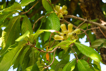 Young white guava or jambu bol putih (Syzygium malaccense) on a tree branch
