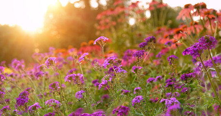 Obraz na płótnie Canvas Beautiful bright purple meadow flowers close up in sunny garden, abstract blurred natural background. gentle floral nature image. dreaming, harmony mood. summer season. template for design