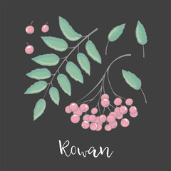 Rowan Leaves and Berries on Black
