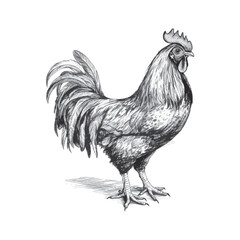 Black and white rooster chicken sketch style Vector illustration mascot logo isolated on white. 