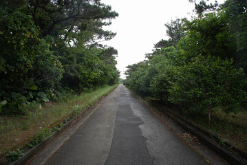 Fototapeta na wymiar 木々に囲まれた直線の一本道