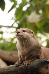 コツメカワウソ