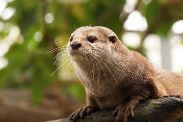 コツメカワウソ