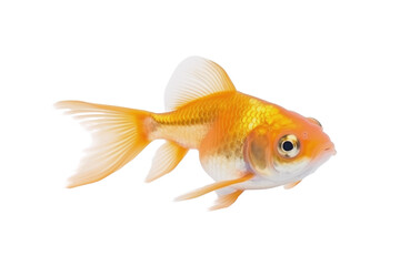 goldfish isolated on white background
