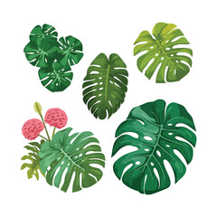 Tropical Monstera green leaves with flower cartoon style Vector illustration