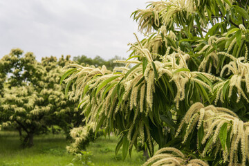 クリ（Castanea crenata）の雄花が伸びて垂れ下がる風景／初夏・ブナ科