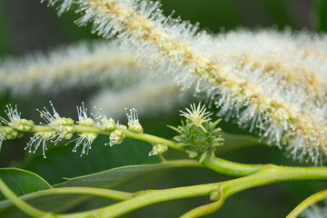 クリ（Castanea crenata）の花／丸い雌花のマクロ写真／初夏・ブナ科
