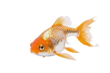 goldfish isolated on white background